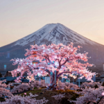 ia revoluciona previsao florada cerejeiras japao