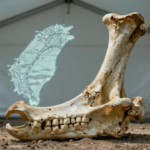 fossil denisovano mandibula ossos gigantes revelam misterios estreito taiwan